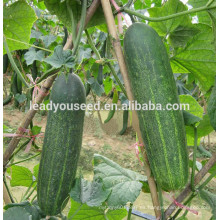 MCU061 resistente a las semillas de pepino híbrido de alta temperatura